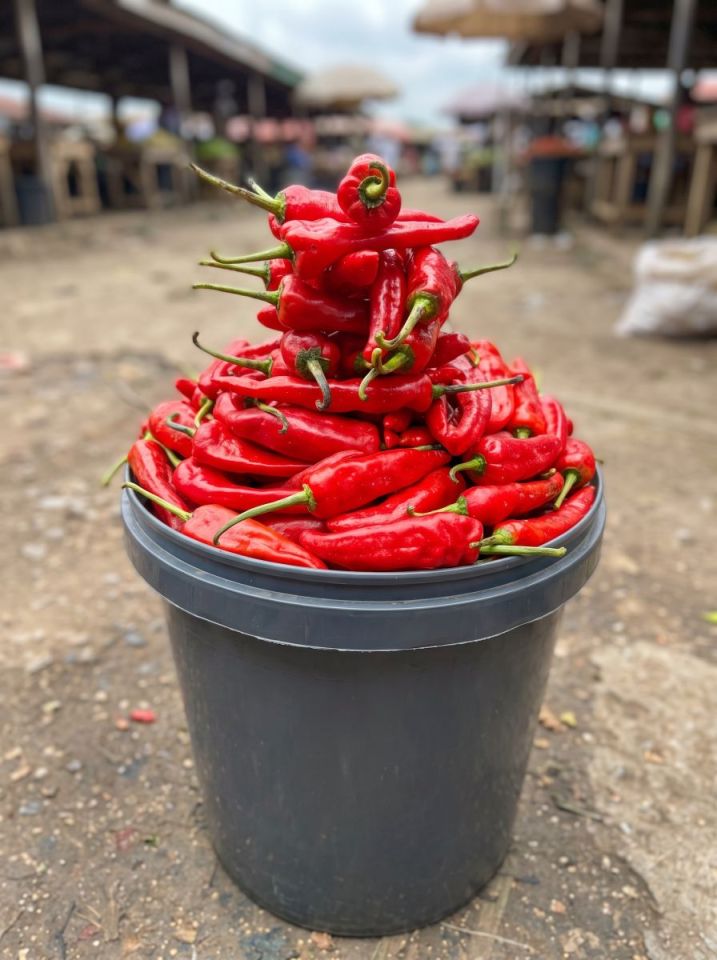 Shombo Pepper (Red Chilli) - 20 Ltr bucket - Shombo Red Chilli (20 Ltr bucket)