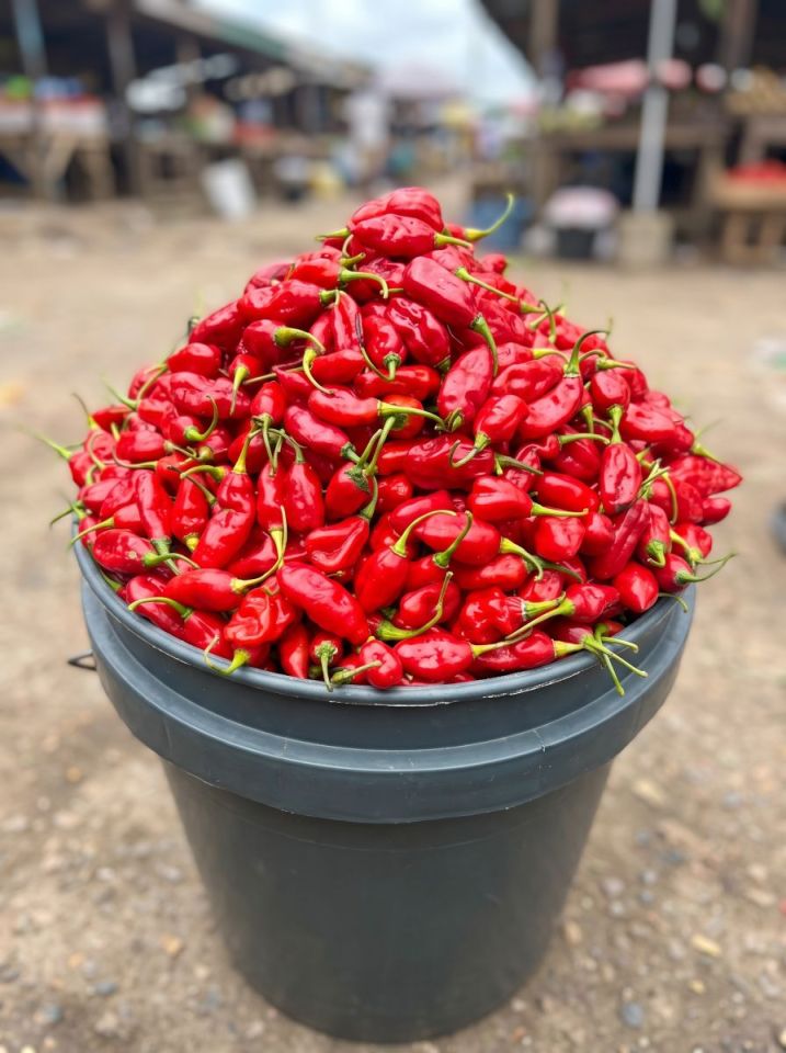 Ata Rodo/Ata Rugu (Scotch Bonnet or Habanero Pepper) - Scotch Bonnet or Habanero Pepper (20 Ltr bucket)