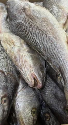 Croaker Fish Carton - Qtr/Half/Full - Frozen Croaker 20Kg - 5kg, 10kg or 20kg - Select as appropriate